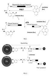 NANOSENSORS FOR DETECTING ENZYMATIC ACTIVITY IN DAIRY PRODUCTION