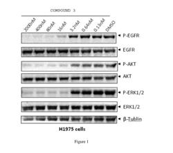 NOVEL PYRROLOPYRIMIDINE COMPOUNDS AS INHIBITORS OF PROTEIN KINASES