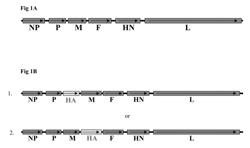 NEWCASTLE DISEASE VIRUS VECTORED AVIAN VACCINES