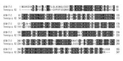 Thermostable xylanase belonging to GH family 10