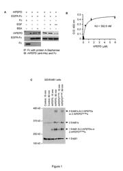 METHOD FOR PROPHYLAXIS AND/OR TREATMENT OF ERBB1 POSITIVE CANCERS