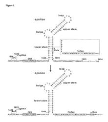 TAGGED HEPADNAVIRUS E ANTIGEN AND ITS USE IN SCREENING ANTIVIRAL SUBSTANCES