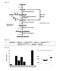 Recombinant Yeast Producing 3-Hydroxypropionic Acid and Method for Producing 3-Hydroxypropionic Acid Using the Same