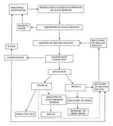 Process for the extraction of lipids from algal biomass