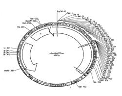 Modified Immunization Vectors