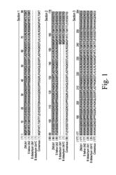 Constructs for expressing transgenes using regulatory elements from brachypodium ubiquitin 1C genes