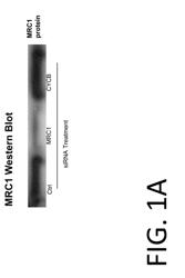 METHOD FOR SCREENING DRUG-SACCHARIDE CONJUGATES