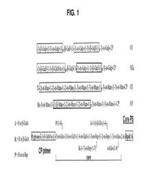 BROAD SPECTRUM CONJUGATE VACCINE TO PREVENT KLEBSIELLA PNEUMONIAE AND PSEUDOMONAS AERUGINOSA INFECTIONS