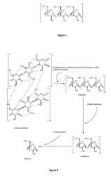 Cellulose and/or hemicelluloses degrading enzymes from Macrophomina phaseolina and uses thereof