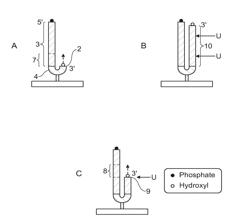 Methods for sequencing a polynucleotide template