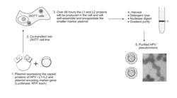 VIRION-DERIVED NANOSPHERES FOR SELECTIVE DELIVERY OF THERAPEUTIC AND DIAGNOSTIC AGENTS TO CANCER CELLS