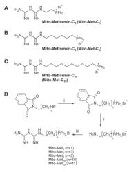 MODIFIED MITO-METFORMIN COMPOUNDS AND METHODS OF SYNTHESIS AND USE THEREOF