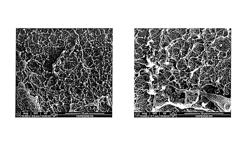 Renewable and cost-effective fillers for polymeric materials