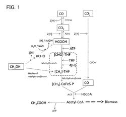 Recombinant cell, and method for producing isoprene