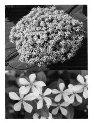 Catharanthus plant named 'Suncatfe 185'