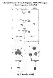 Dnazyme-nanoparticle conjugates and methods of use thereof