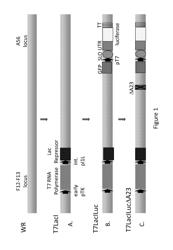 VIRUS-BASED EXPRESSION VECTORS AND USES THEREOF