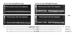 HIGH EFFICIENCY, HIGH THROUGHPUT GENERATION OF GENETICALLY MODIFIED MAMMALS BY ELECTROPORATION