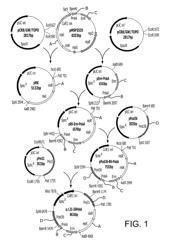 Enterococcus faecalis bacteriophage and uses thereof