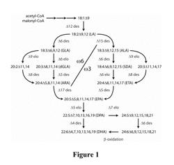 LIPID COMPRISING DOCOSAPENTAENOIC ACID