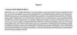 Optimized antibodies that target CD19