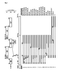 Diagnostic transcript and splice patterns of HPV16 in different cervical lesions