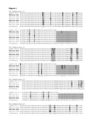 MONOCLONAL ANTIBODIES AGAINST C-MET