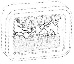 Canine and feline tooth sectioning model