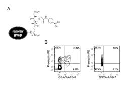 Selective Targeting of Procoagulant Platelets