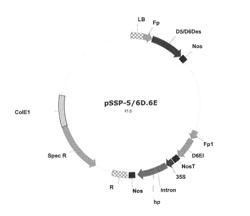 SYNTHESIS OF LONG-CHAIN POLYUNSATURATED FATTY ACIDS BY RECOMBINANT CELL