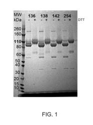 Bi-Specific Fusion Proteins