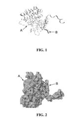 Short peptide targeting EPS8 binding with EGFR and use thereof