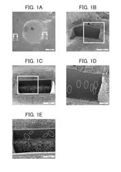 SOLDER ALLOY FOR PLATING AND ELECTRONIC COMPONENT