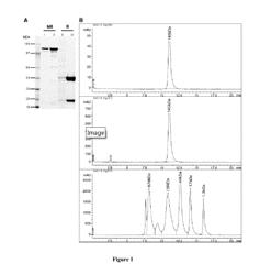 Anti-CD83 antibodies and use thereof