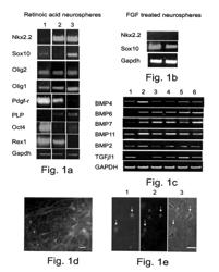 METHODS OF GENERATING GLIAL AND NEURONAL CELLS AND USE OF SAME FOR THE TREATMENT OF MEDICAL CONDITIONS OF THE CNS