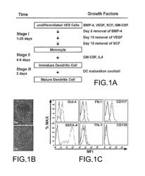 DIFFERENTIATION OF PRIMATE PLURIPOTENT STEM CELLS TO HEMATOPOIETIC LINEAGE CELLS