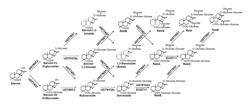 PRODUCTION OF STEVIOL GLYCOSIDE IN RECOMBINANT HOSTS