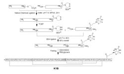 MULTIMERIC COMPOUNDS OF A KRINGLE DOMAIN FROM THE HEPATOCYTE GROWTH FACTOR / SCATTER FACTOR (HGF/SF)