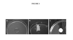 Dense fibrillar collagen matrices for tissue repair and the preparation method thereof