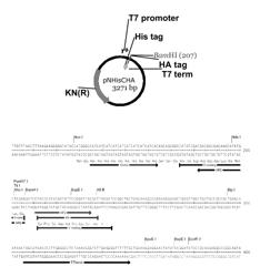 METHODS FOR MAKING ARRAYS FOR HIGH THROUGHPUT PROTEOMICS