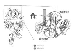 STABLE HETERODIMERIC ANTIBODY DESIGN WITH MUTATIONS IN THE Fc DOMAIN