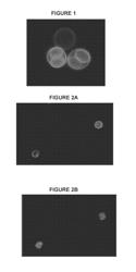 Antibodies to the Surface of Toxoplasma Gondii Oocysts and Methods of Use Thereof