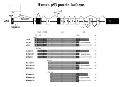 Reprogramming Method for Producing Induced Pluripotent Stem Cells (iPSC)