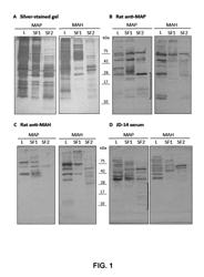 Biomarkers for Mycobacterium avium paratuberculosis (MAP)