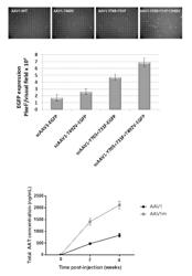 RECOMBINANT AAV1, AAV5, AND AAV6 CAPSID MUTANTS AND USES THEREOF