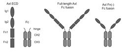 MODIFIED AXL PEPTIDES AND THEIR USE IN INHIBITION OF AXL SIGNALING IN ANTI-METASTATIC THERAPY