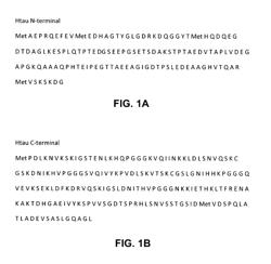 ANTIBODIES TO TAU