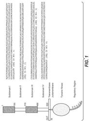 PERTUZUMAB VARIANTS AND EVALUATION THEREOF