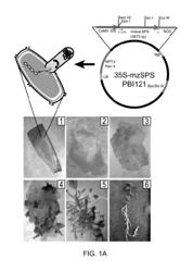 Method of enhancing translation of foreign genes in plants