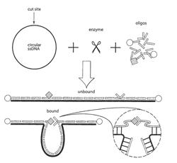 Nucleic acid-based linkers for detecting and measuring interactions